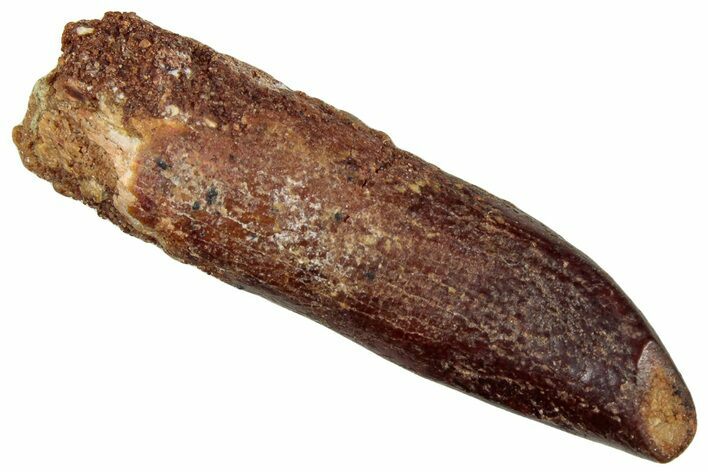 Fossil Sauropod Dinosaur (Titanosaur) Tooth - Morocco #297370
